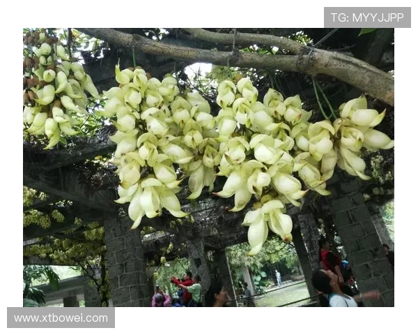 赛后分析：杭州羽毛球队与广州羽毛球队的战术意识与表现对比